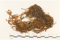 登錄號:B00004619藏品圖，第1張