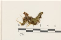 蛇苔藏品圖，第1張