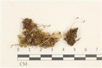 登錄號:B00004621藏品圖，第1張