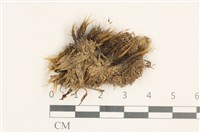 節莖曲柄蘚藏品圖，第1張