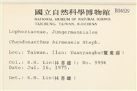 全緣廣萼苔藏品圖，第2張