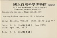 蛇苔藏品圖，第2張