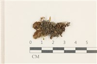 蛇苔藏品圖，第1張