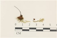 登錄號:B00004648藏品圖，第1張