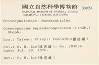 小蛇苔藏品圖，第2張