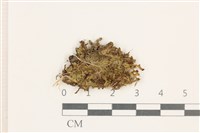 小蛇苔藏品圖，第1張