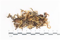 毛扭蘚藏品圖，第1張