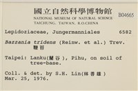 鞭苔,三裂鞭苔藏品圖，第2張