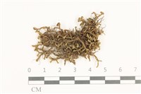 鞭苔,三裂鞭苔藏品圖，第1張