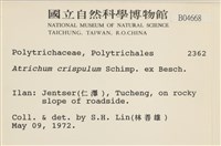 卷葉仙鶴蘚藏品圖，第2張