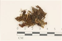 卷葉仙鶴蘚藏品圖，第1張