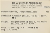 鞭苔,三裂鞭苔藏品圖，第2張