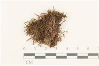 鞭苔,三裂鞭苔藏品圖，第1張