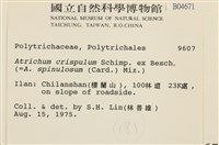 卷葉仙鶴蘚藏品圖，第2張