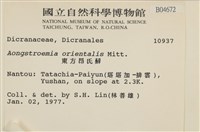 東亞昂氏蘚,東方昂氏蘚藏品圖，第2張