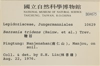鞭苔,三裂鞭苔藏品圖，第2張