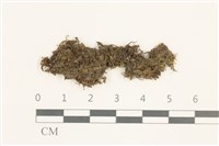 鞭苔,三裂鞭苔藏品圖，第1張