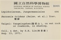 鞭苔,三裂鞭苔藏品圖，第2張