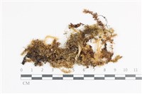 登錄號:B00004682藏品圖，第1張