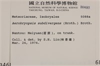 大灰氣蘚藏品圖，第2張