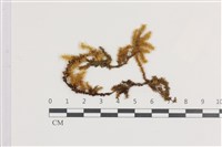 大灰氣蘚藏品圖，第1張