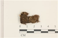 東亞昂氏蘚,東方昂氏蘚藏品圖，第1張