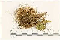 鞭枝懸蘚藏品圖，第1張