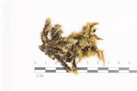 大灰氣蘚藏品圖，第1張