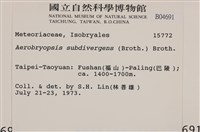 大灰氣蘚藏品圖，第2張