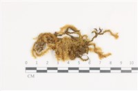 大灰氣蘚藏品圖，第1張