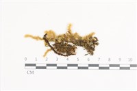 大灰氣蘚藏品圖，第1張