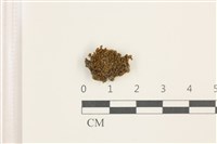 印度扭口蘚藏品圖，第1張