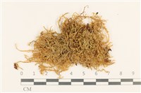 登錄號:B00004699藏品圖，第1張