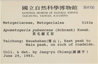 毛擬叉苔藏品圖，第2張