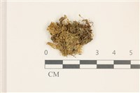 毛擬叉苔藏品圖，第1張