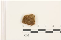 印度扭口蘚藏品圖，第1張