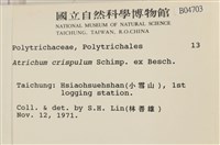 卷葉仙鶴蘚藏品圖，第2張