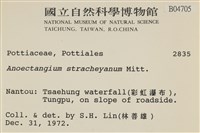 扭葉叢本蘚藏品圖，第2張