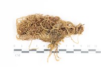 毛扭蘚藏品圖，第1張