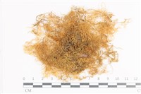 登錄號:B00004708藏品圖，第1張