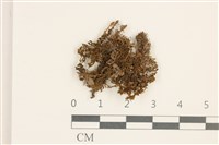 卷葉仙鶴蘚藏品圖，第1張