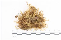 登錄號:B00004714藏品圖，第1張