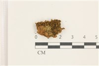 印度扭口蘚藏品圖，第1張