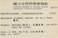 鞭苔,三裂鞭苔藏品圖，第2張