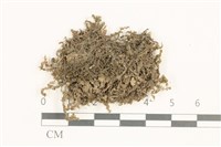 鞭苔,三裂鞭苔藏品圖，第1張