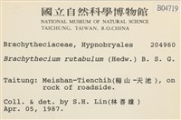 卵葉青蘚藏品圖，第2張