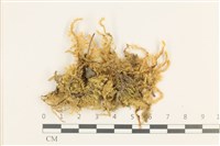 卵葉青蘚藏品圖，第1張