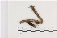 登錄號:B00004721藏品圖，第1張