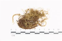 登錄號:B00004722藏品圖，第1張