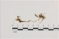 登錄號:B00004725藏品圖，第1張